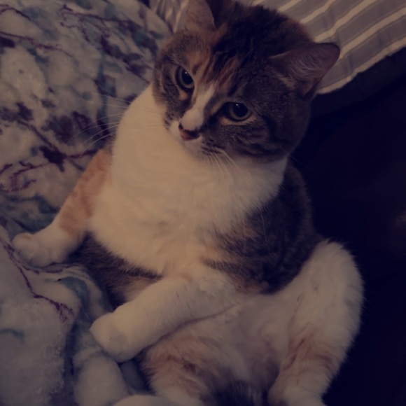 Meet your Posher, Britney - Picture 3 of 9